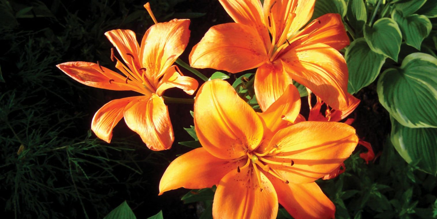 Оранжевый цветок из семейства лилий